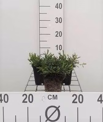 6 x Dianthus delt. 'Brilliant' - Garofano - Vaso 9 x 9 cm