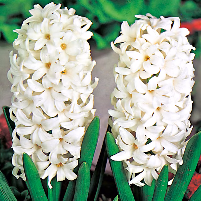 Bulbi di giacinto Bulbi di fiori Hyacinthus bianco XXL 3 pz.