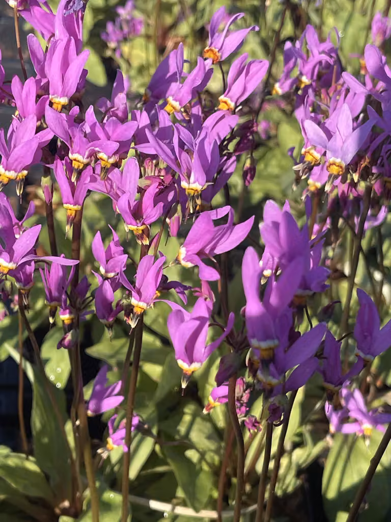 6 x Dodecatheon Meadia - fiore della dea di Mead - vaso 9x9 cm