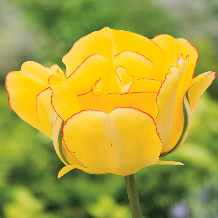Tulipani Bulbi di fiori Bulbi di fiori Tulipani Akebono 5 pz.
