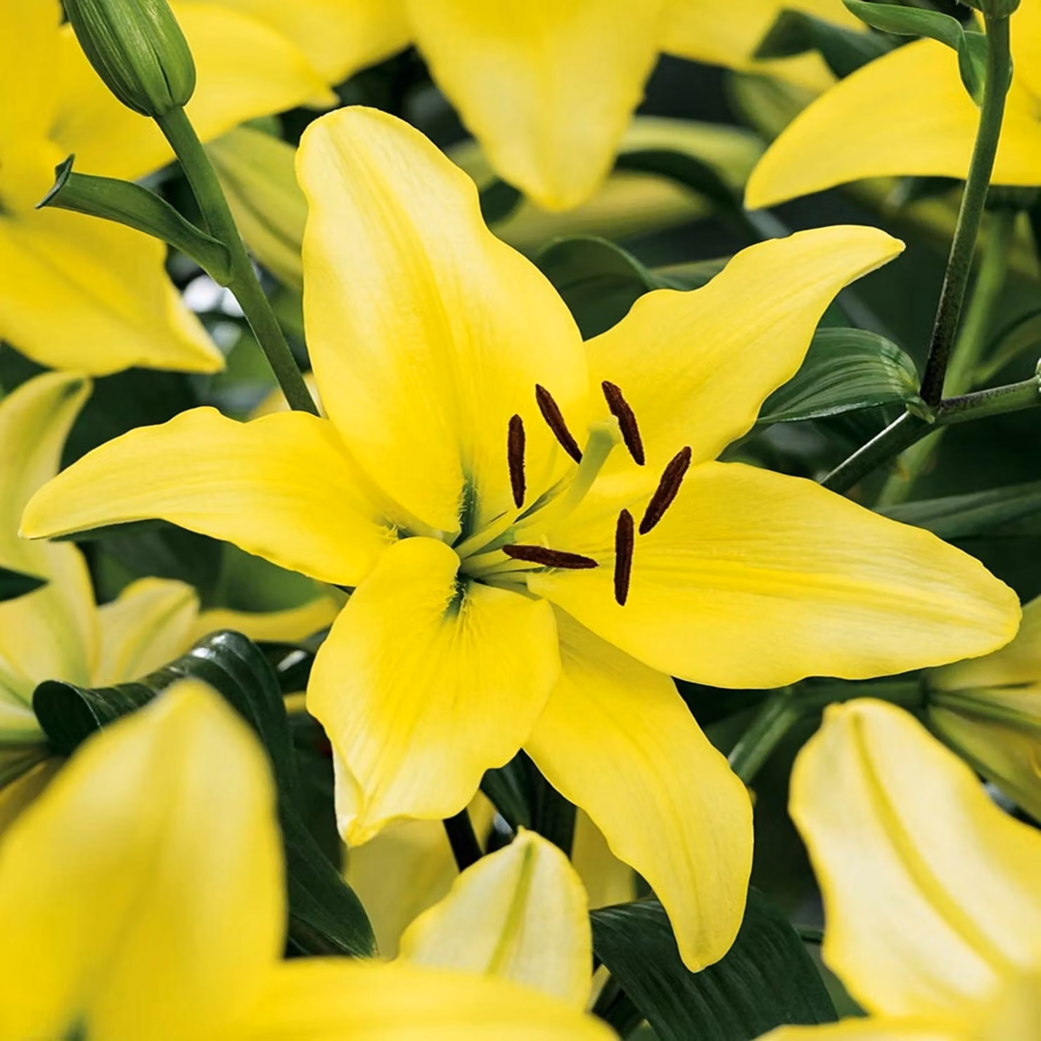 Gigli Bulbi Fiori Giglio asiatico Giallo Potenza 1 pz.