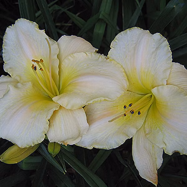 6 x Taglilie - Hemerocallis 'Arctic Snow' | Vaso da 9x9 cm