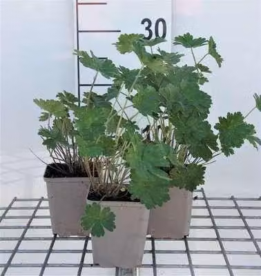 6 x Geranium hybr. 'Joy' - Cranesbill - vaso 9 x 9 cm