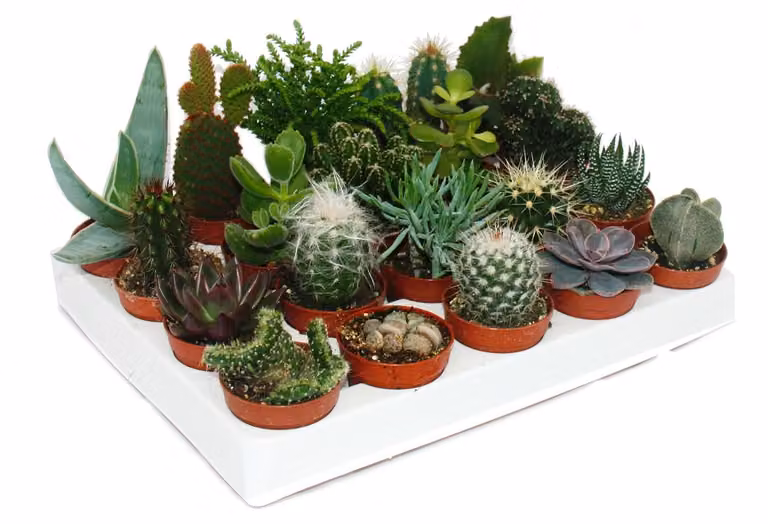 Cactus e piante grasse - Starter Set XXL - 20 piante diverse in un vaso da 5,5 cm