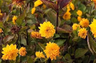 6 x Helianthus decap. 'Soleil d'or' - Girasole - vaso 9 x 9 cm