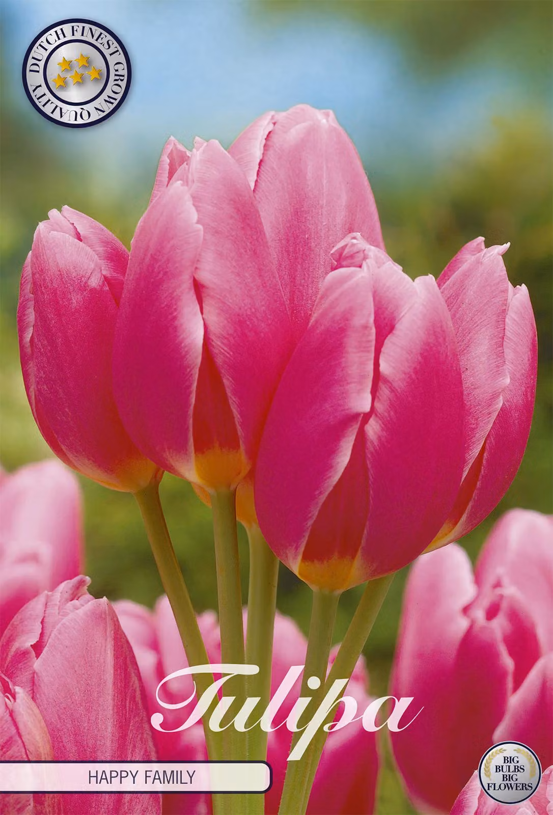 Tulipani Happy Family (7 pezzi) | Bulbi di tulipano di Sam van Schooten