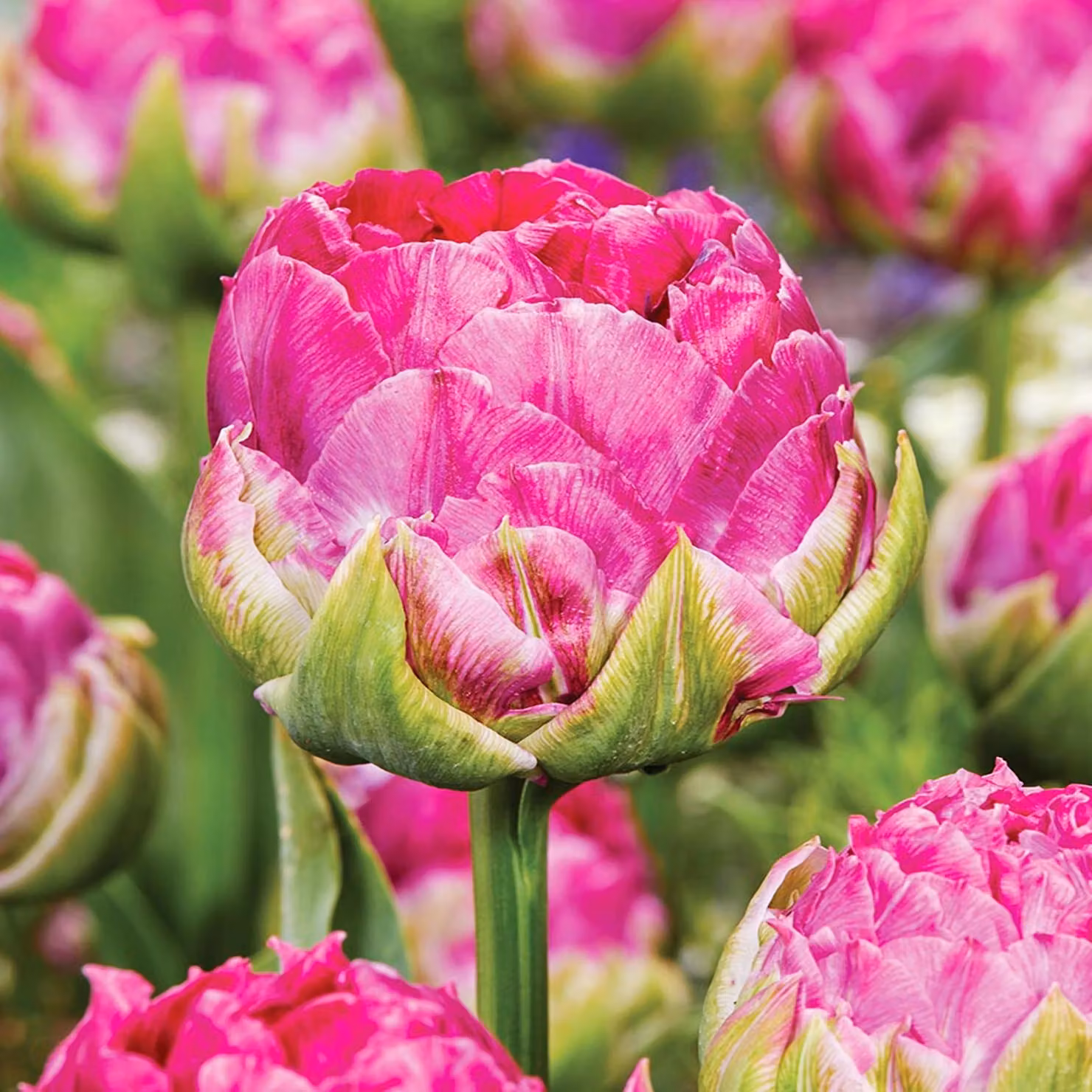 Tulipani Bulbi Fiori Tulipano doppio Wicked in Pink 5 pz.