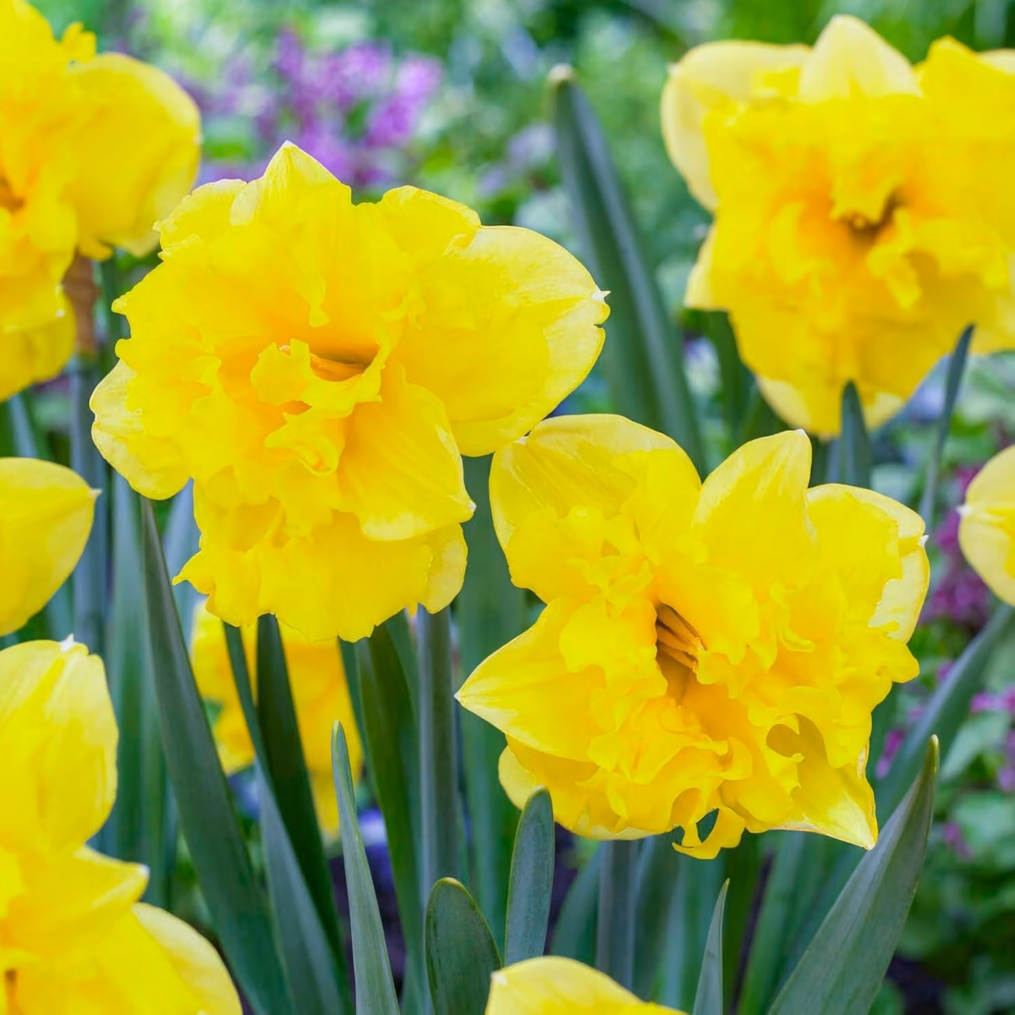 Bulbi di narciso resistenti al freddo, perenni - "Osterglocken Sailorman" - 25 bulbi - Piante profumate provenienti dall'Olanda - adatte per giardino e vasi (non semi, non prodotti artificialmente)