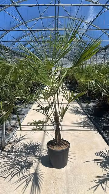 Trachycarpus Fortunei in vaso da Vivaio Garden Forest, pianta ornamentale verde per interno ed esterno
