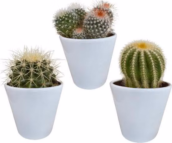 Cactus Bolcactus Mix, 3 piante Ø8,5cm, piante da appartamento in vaso bianco