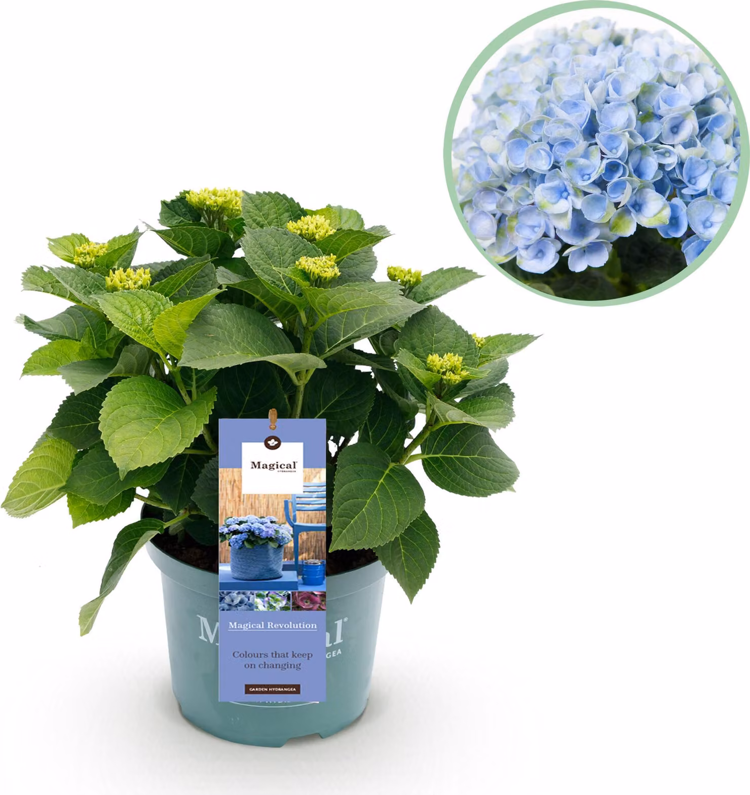 Ortensia - Ortensia Magical Revolution Blue - Blu - 6-10 fiori - Pianta da terrazzo - 40-55cm - Ø23cm - Pianta da giardino