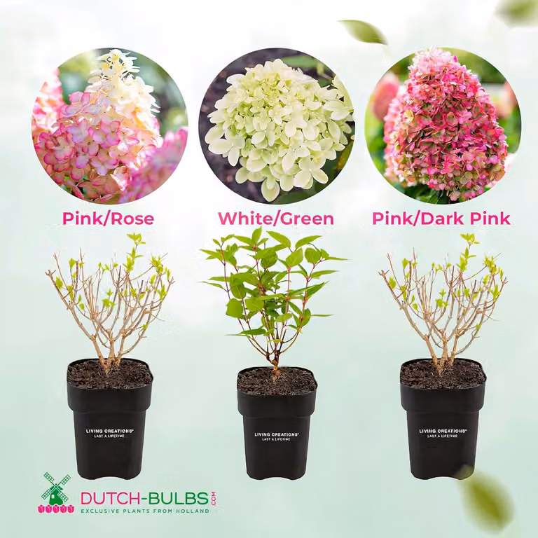 Collezione di Ortensie resistenti al freddo, varietà Paniculata (3 piante) - Piante di ortensia provenienti dai Paesi Bassi - Vere ortensie da giardino (non semi, fiori artificiali o prodotti artificiali) - Piante per balcone perenni