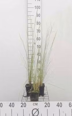6 x Poa labillardieri - Festuca labillardière - vaso 9 x 9 cm