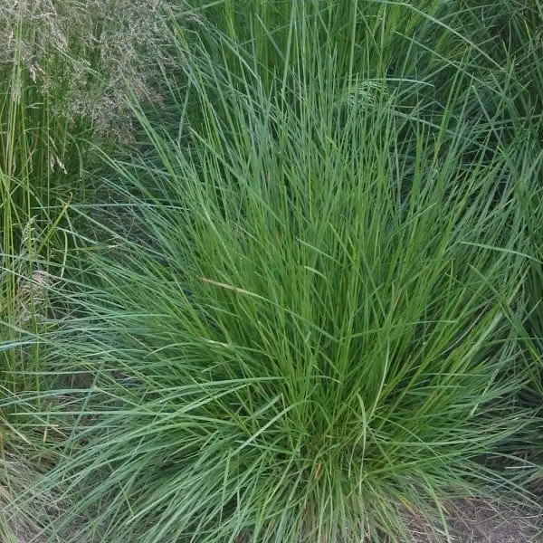 6 piante di *Deschampsia cespitosa* (erba cespitosa) | Vaso da 9x9 cm