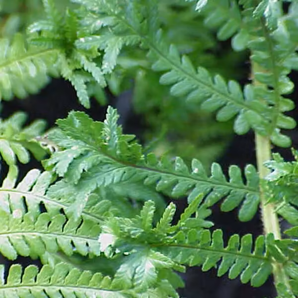 6 felci "Goldschuppenfarn" (Dryopteris affinis 'Cristata') | Vaso da 9x9 cm
