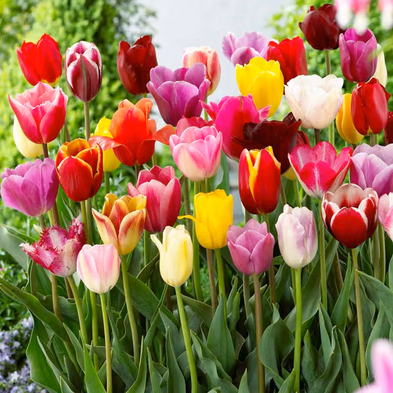 Tulipani Bulbi da fiore Fiori Tulipani Mix 5 pz.