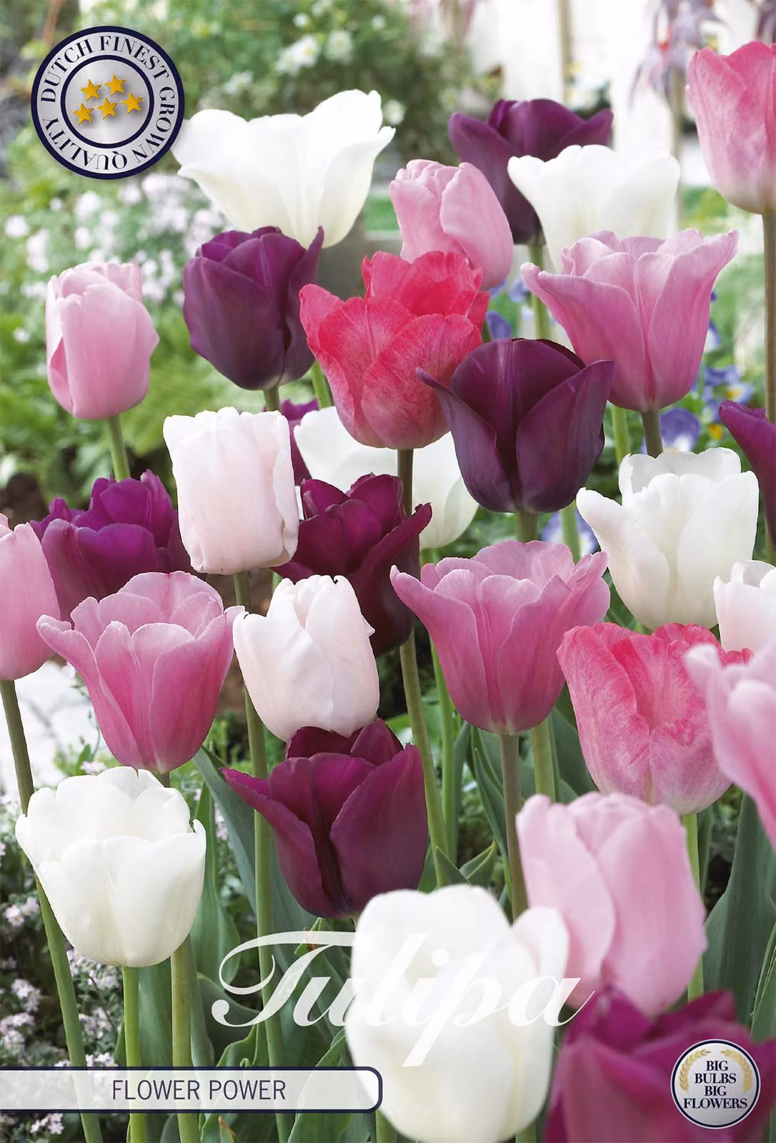 Tulipani Flower Power (10 pezzi) | Bulbi di tulipano di Sam van Schooten