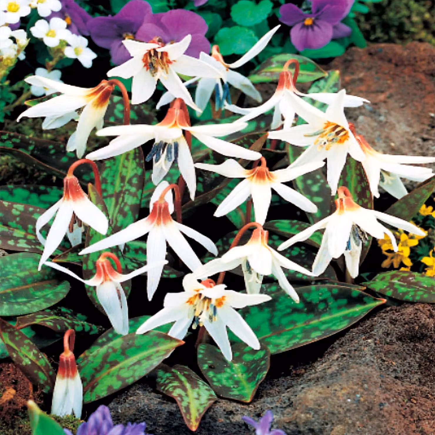 Erythronium bulb Bulbi di fiori Fiori Dogtooth Fiocco di neve 1 pz.