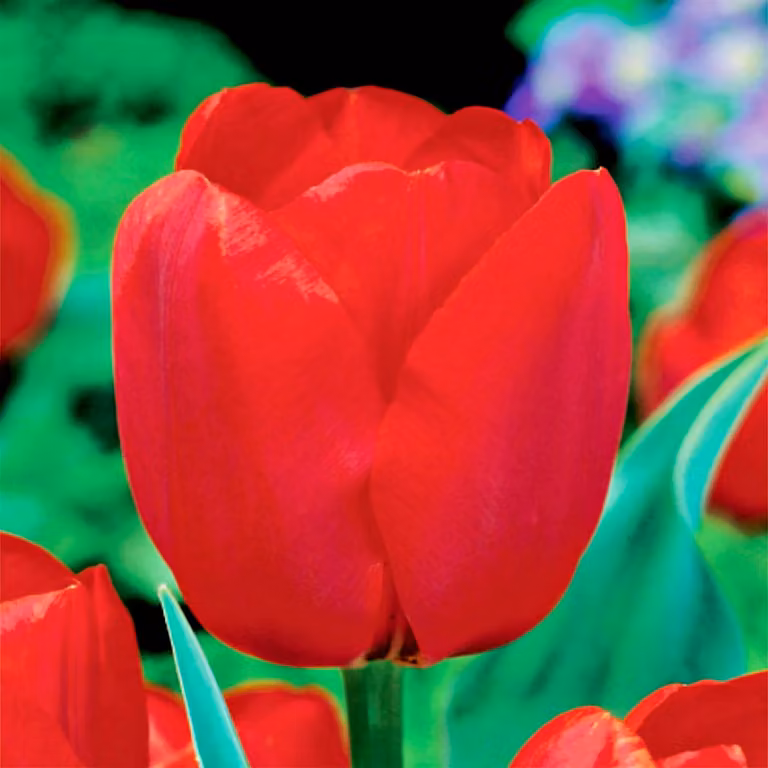 Tulipani Bulbi Bulbi Fiori Trionfo Tulipano Bastogne 5 pz.
