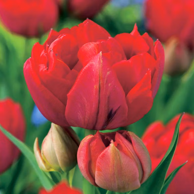 Tulipani Bulbi da fiore Bulbi da fiore Bulbi di tulipano Doppio tulipano Abba 5 pz.