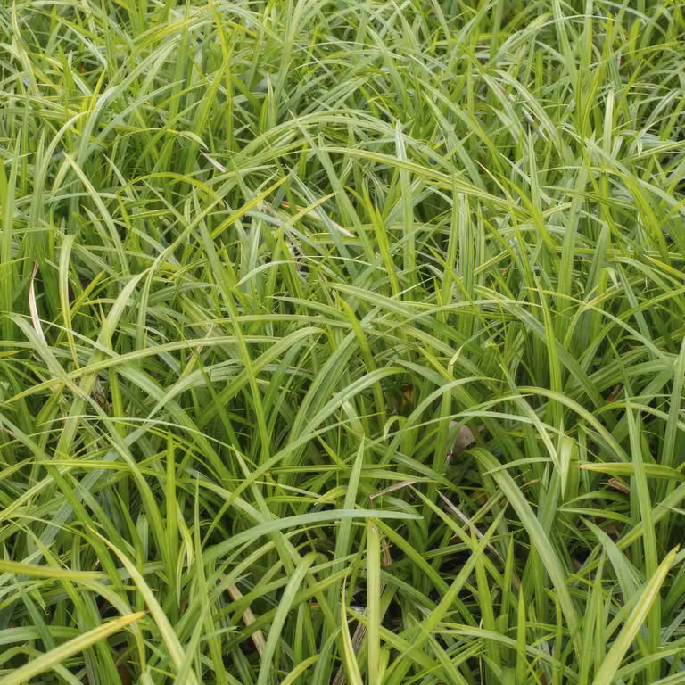 Carice a foglia verde Carex morrowii 'Irish Green' 10-25cm, Ø9cm, 6 piante