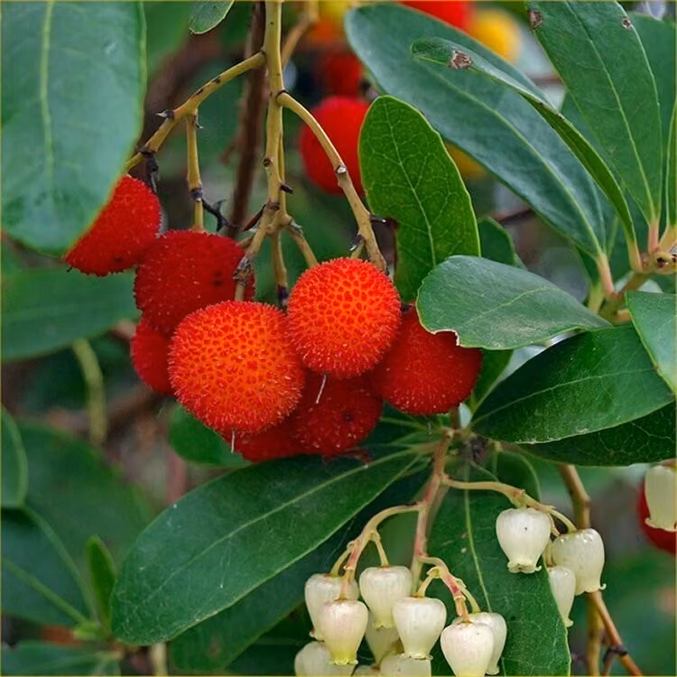 2 piante di albero di fragola (Arbutus unedo) | altezza 30-40 cm, in vaso