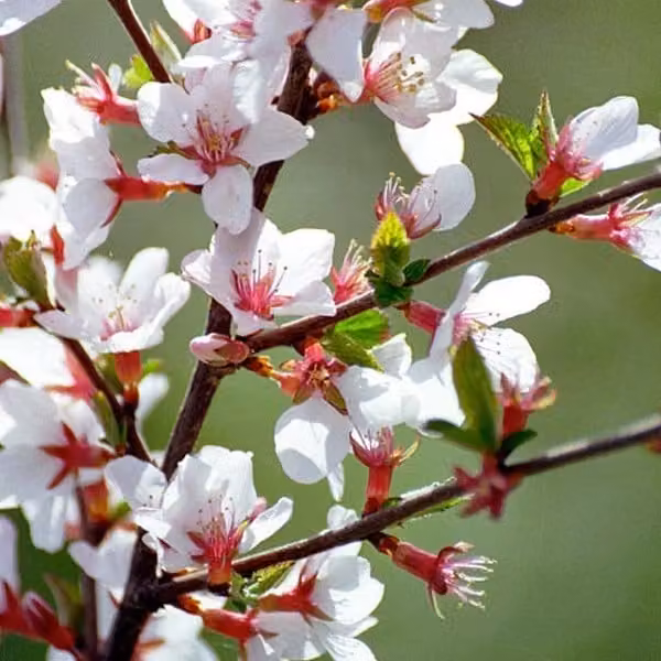 2 piante di ciliegio nano (Prunus tomentosa), alte 25-30 cm, in vaso
