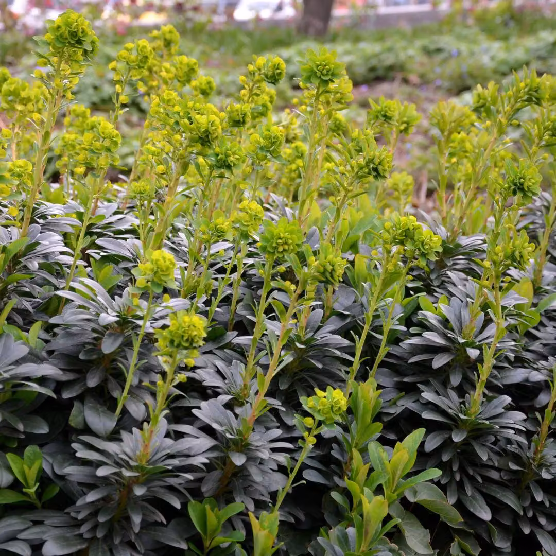 Euphorbia amygdaloides Robbiae - 12 piante Ø9cm - Altezza 10-25cm - Coprisuolo