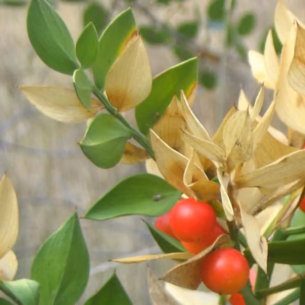 Mirtillo rosso (Ruscus aculeatus) | 20-30 cm in vaso