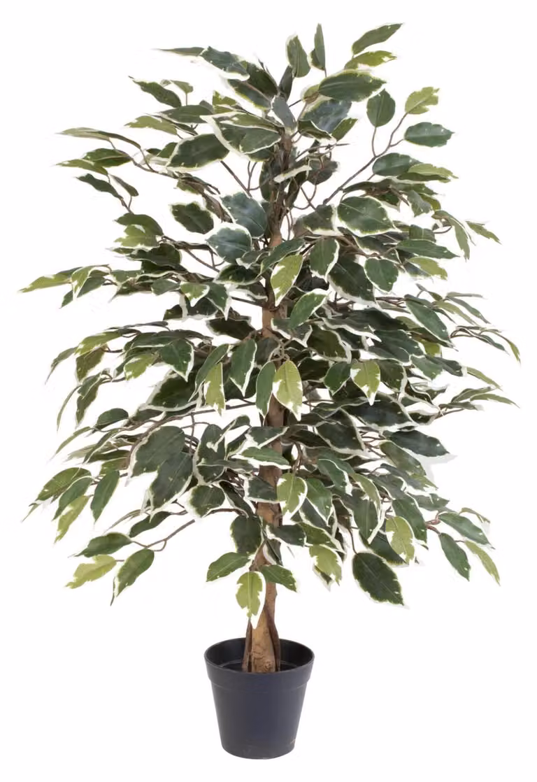 Ficus benjamina variegata artificiale, 85cm, albero di fico in vaso - Ficus