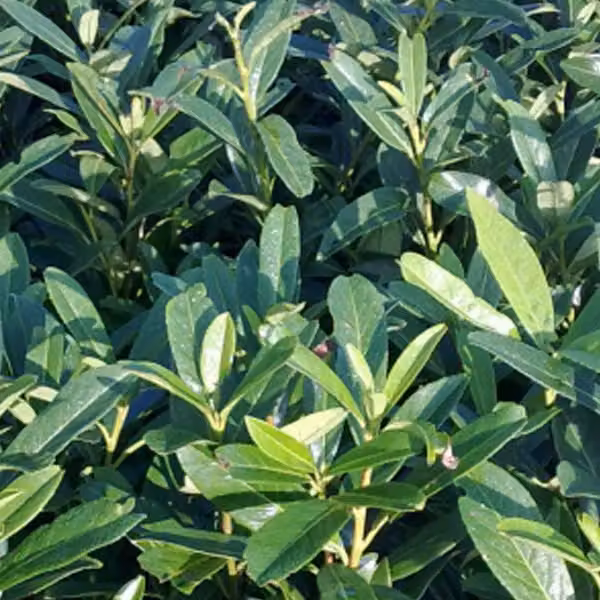 2 piante di Lauroceraso (Prunus laurocerasus 'Caucasica'), alte 60-80 cm, in vaso
