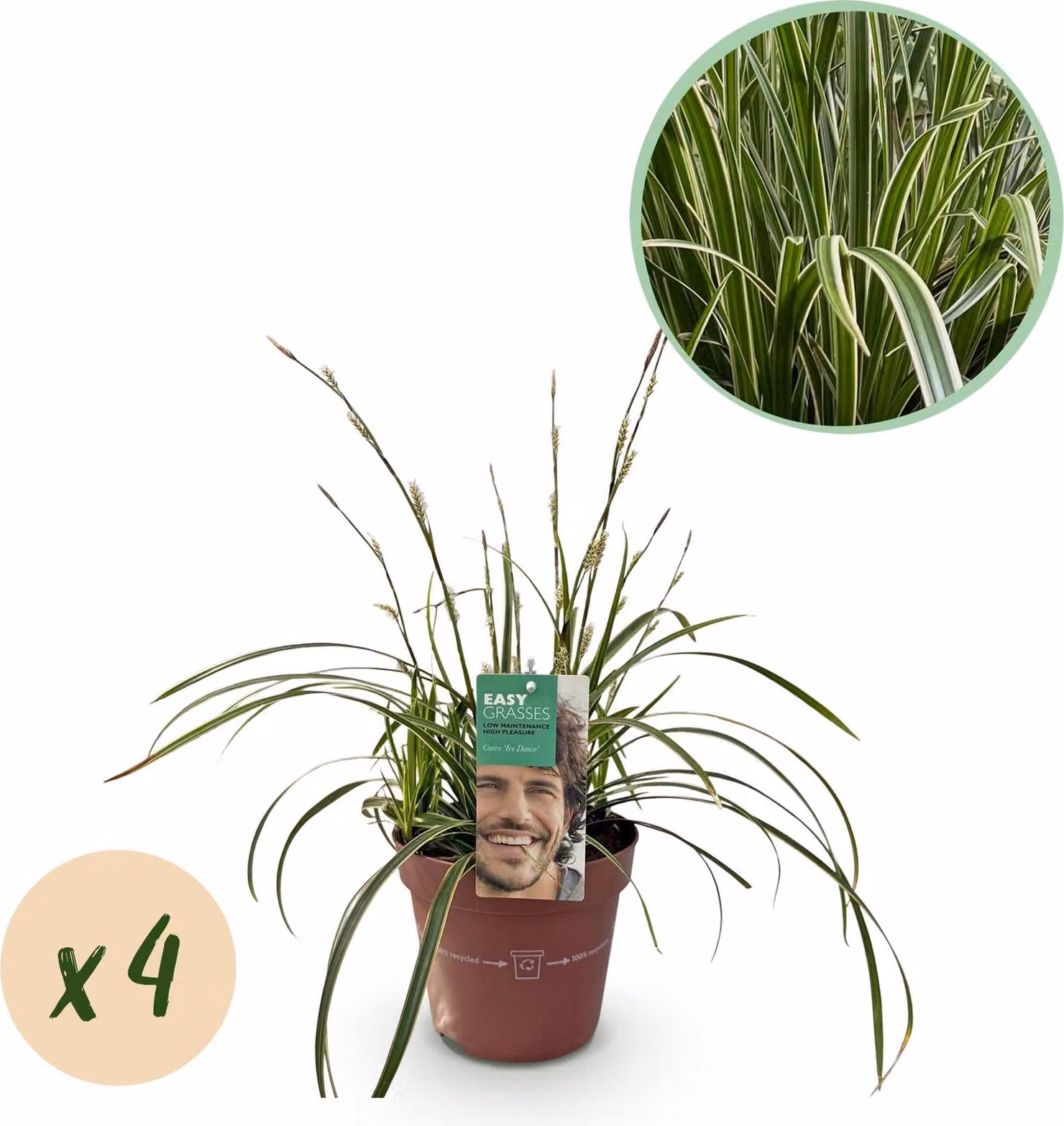 Carex morrowii Ice Dance - Erba ornamentale sempreverde - Foglie bianche e