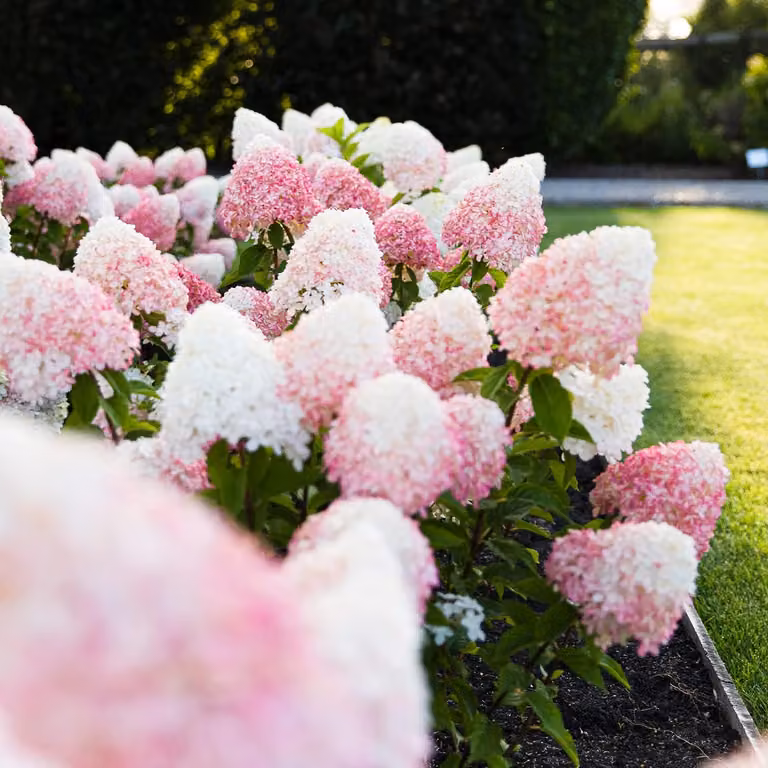 Ortensie resistenti al freddo, varietà Paniculata, rosa e rosa (3 piante) - Piante di ortensia provenienti dai Paesi Bassi - Vere ortensie da giardino (non semi, fiori artificiali o prodotti artificialmente) - Piante per balcone perenni