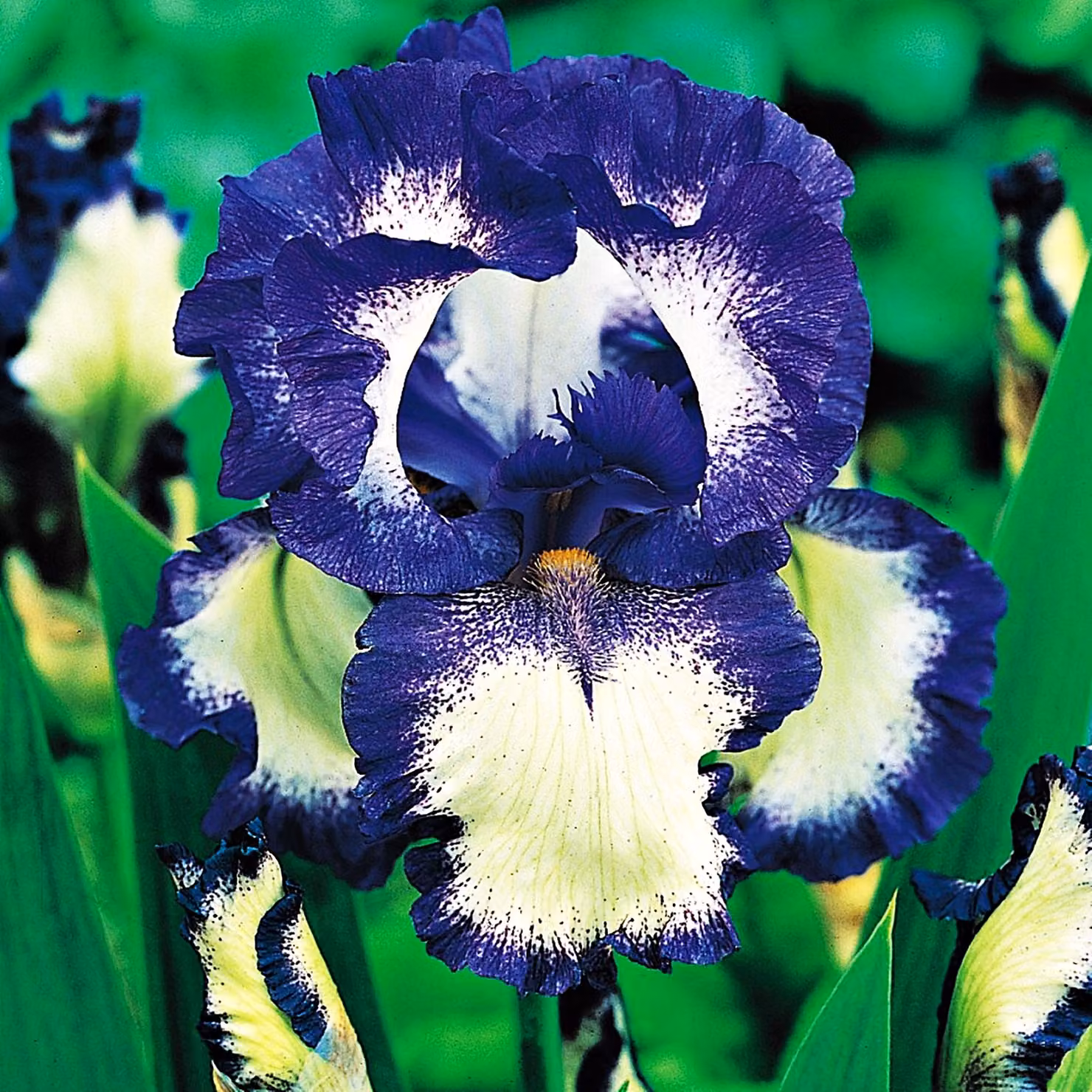 Iris Germanica Bródkowy Loop The Loop 1 pz Iris piantine Iris Iris