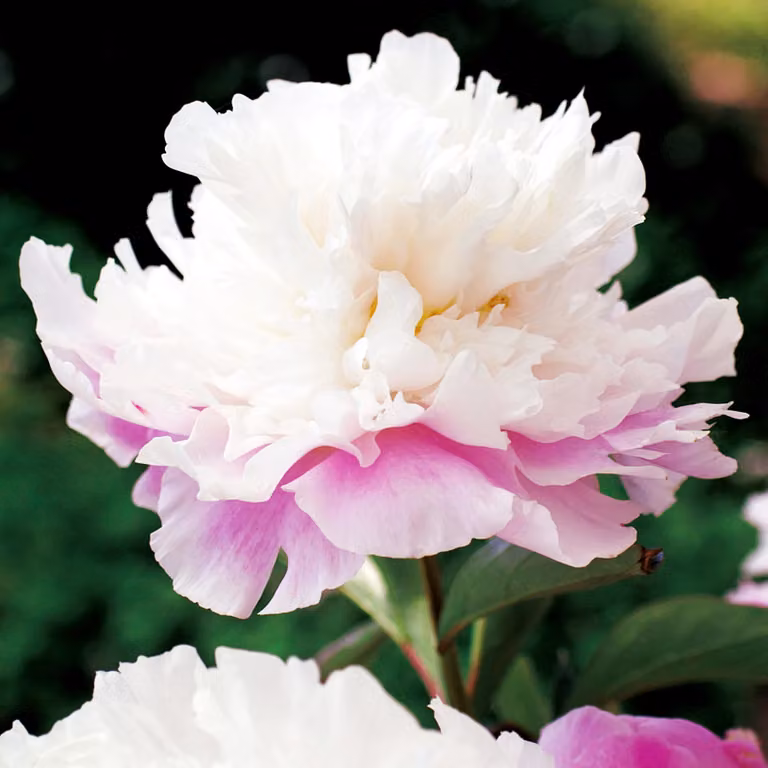Paeonia Peonia piantina Amabilis 1 pz Peonie piantine Profumate