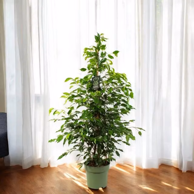 Ficus benjamina Exotica Gardenaria - Pianta da interno ornamentale con fogliame verde, Altezza: 140 cm