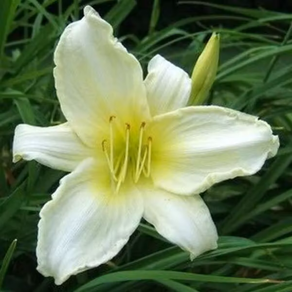 6 x Taglilie - Hemerocallis 'Ice Carnival' | Vaso da 9x9 cm