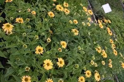 6 x Echinacea purp. 'Aloha'® - fiore di conifera - vaso 9 x 9 cm
