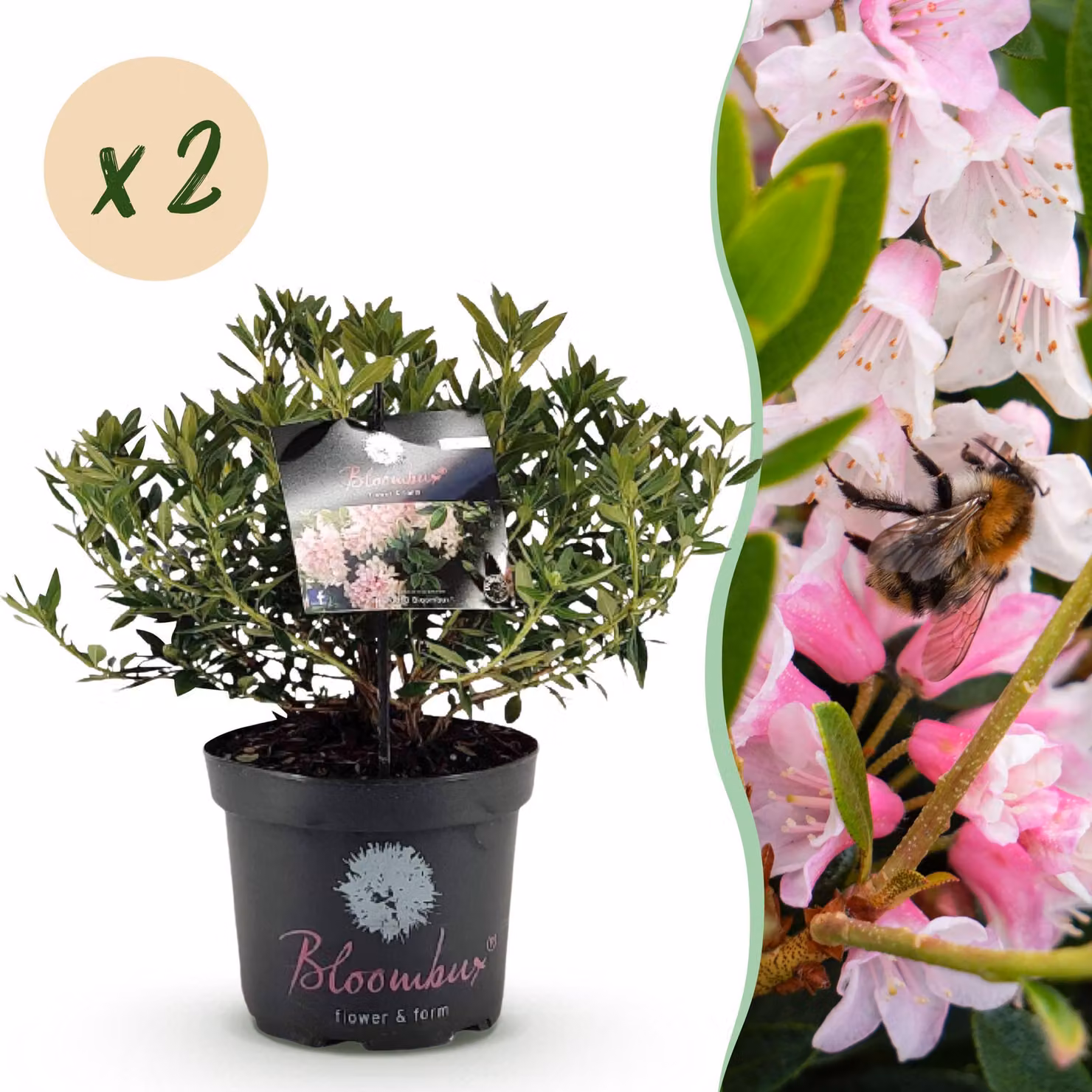 Rododendro nano - Rhododendron Bloombux Light Pink - Bosso da fiore - Bassa manutenzione - Fiore rosa chiaro - 2 piante - 45-55cm - Ø23cm - Pianta da giardino