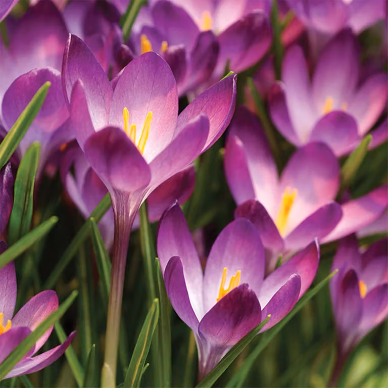 Bulbi da fiore Bulbi da fiore Crocus Spring Crocus Tommasinianus 10 pz.
