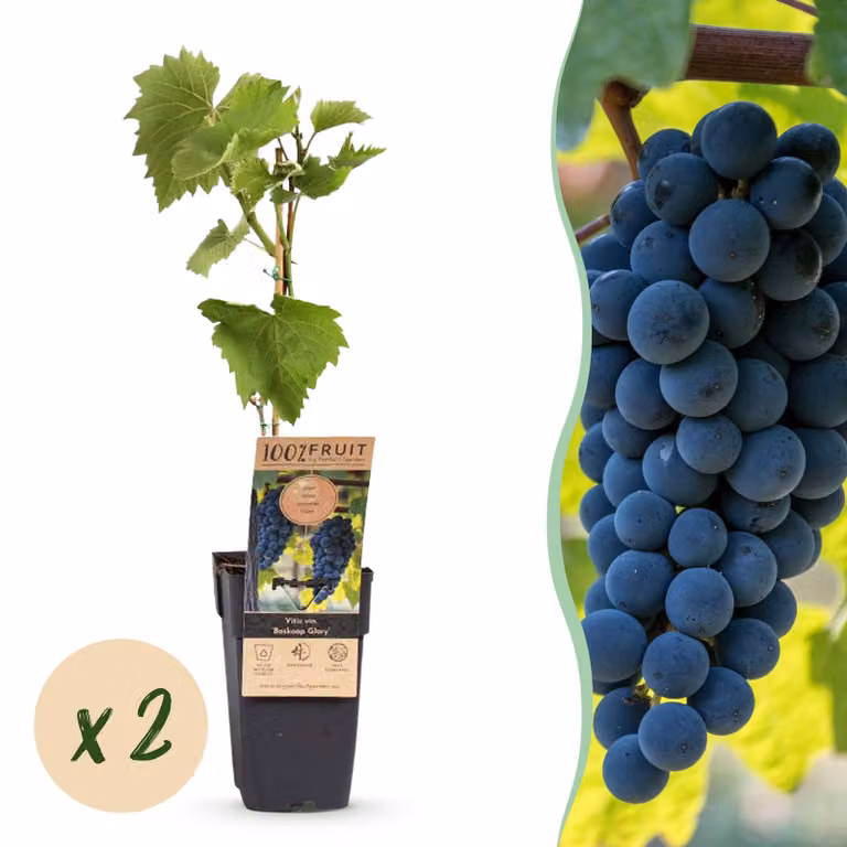 Uva blu - Vitis vinifera Boskoop Glory - 2 piante - Pianta da frutto - 40-50cm - Ø15cm - Pianta da giardino