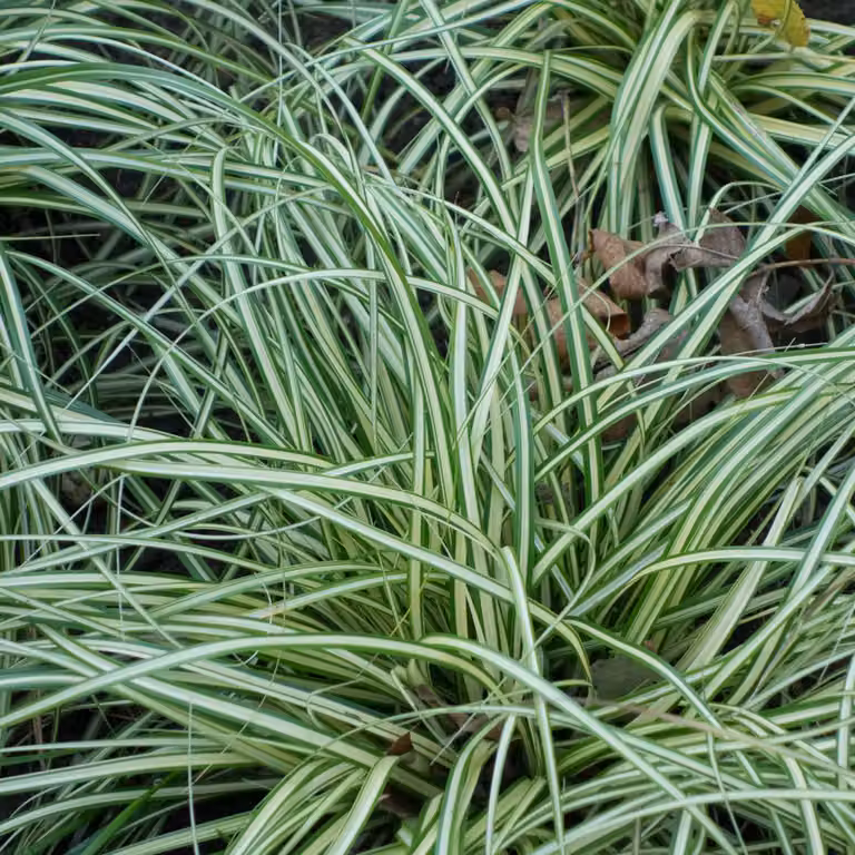 6 piante di Carex ornithopoda 'Variegata' (segge a forma di piede di uccello), in vaso da 9x9 cm