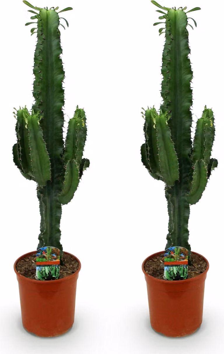 Cactus euforbia Euphorbia eritrea - Albero del latte africano - 2 piante da