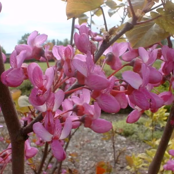 Judasbaum - Cercis siliquastrum | 40-50 cm in vaso