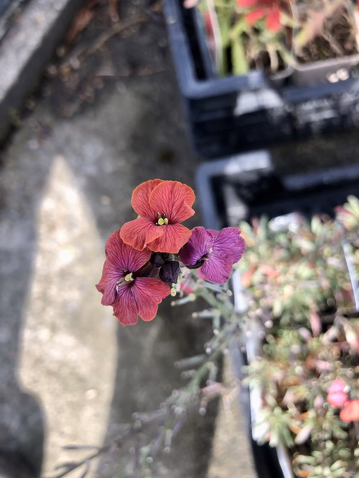 6 x Erysimum hybr. 'Constant cheer' - Goldlack - Topf 9x9 cm