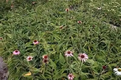 6 x Echinacea purp. 'Magnus Superior' - fiore di conifera - vaso 9 x 9 cm