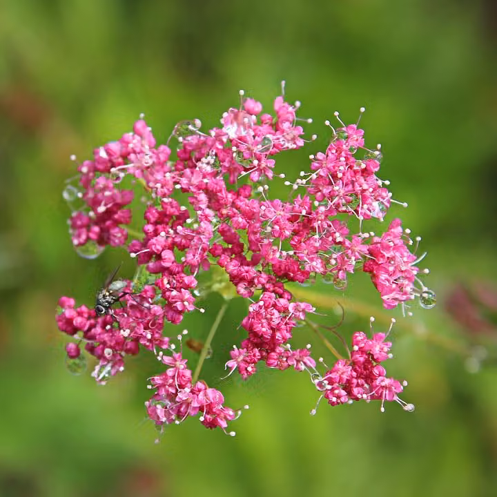 6 piante di *Pimpinella major* | Vaso da 9x9 cm