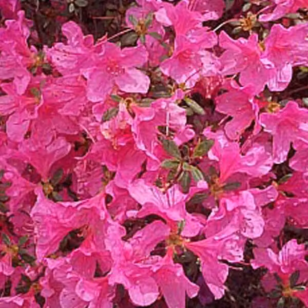 Azalee Rosa - Azalea japonica | 25-30 cm in vaso
