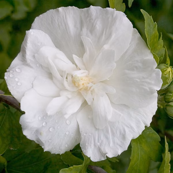 Hibiscus selvatico - Hibiscus syriacus 'White Chiffon' | 40-60 cm in vaso