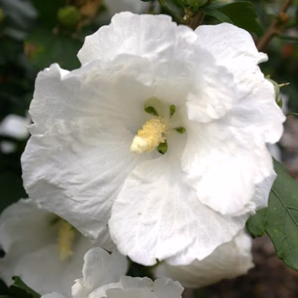 Albero di ibisco (Hibiscus syriacus) 'William Robert Smith' | 40-60 cm, in vaso